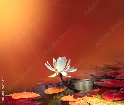 water lily on red background