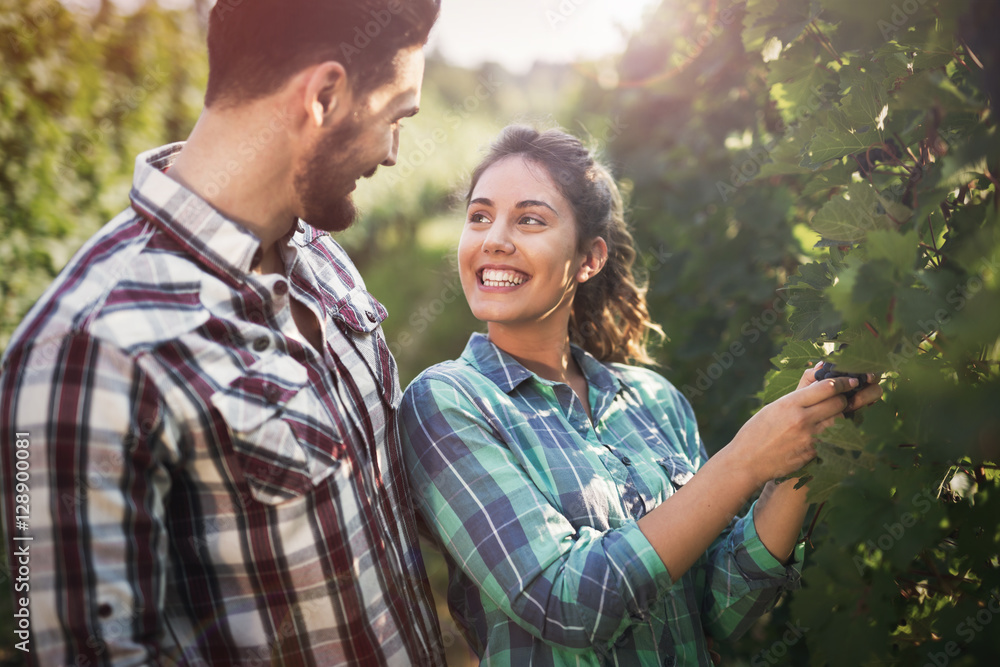 Winegrowers working in field Winegrowers working in field