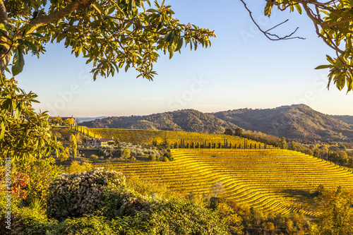 Foto Vineyard in autumn in Collio region, Italy