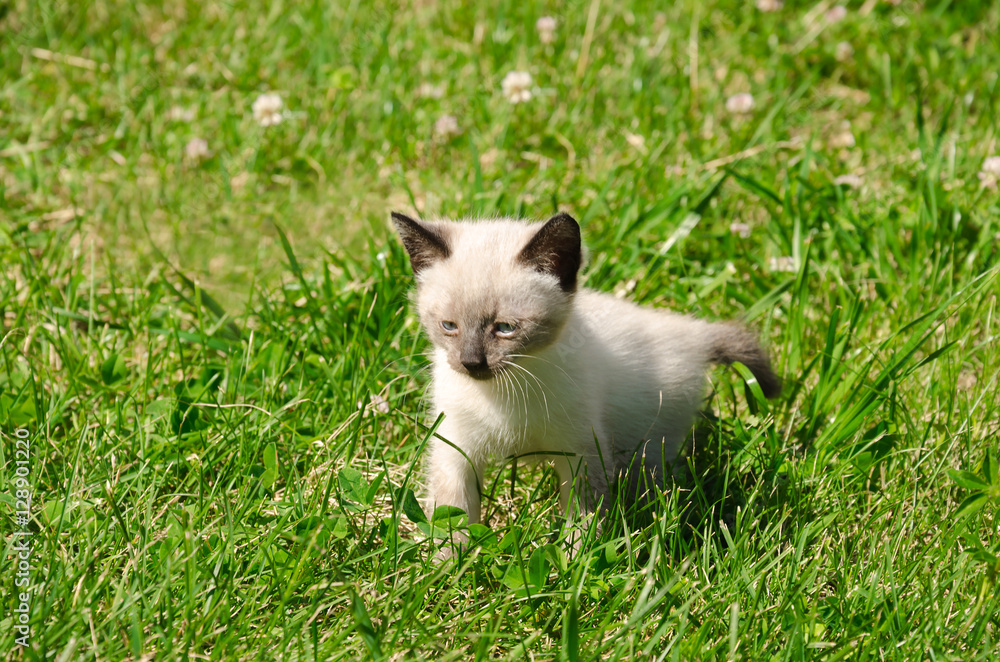 little kitten in the garden little kitten in the garden