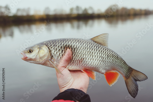 Chub in fisherman's hand, autumn, toned