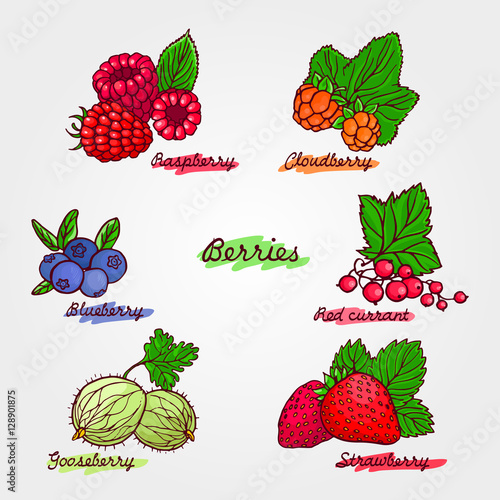 Set of ripe and cute hand drawn berries. Beautiful vector illust