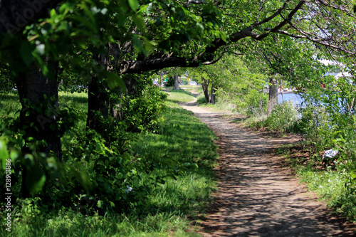 Winding path in forest on Memorial Drive in Cambridge