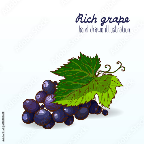 Colorful vector illustration of ripe and tasty fruit.