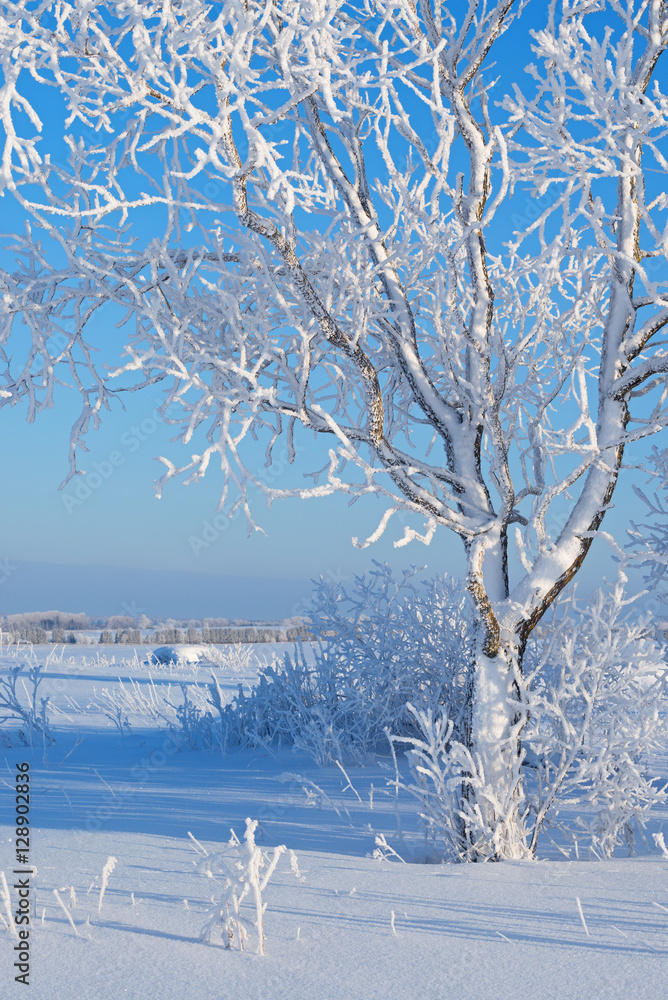 Fotografie Tree in magnificent hoarfrost.
