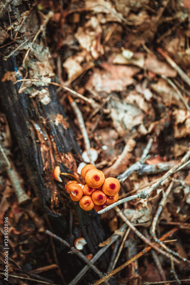 Mushrooms on a stump and autumn leaves the ground in the forest Mushrooms on a stump and autumn leaves the ground in the forest