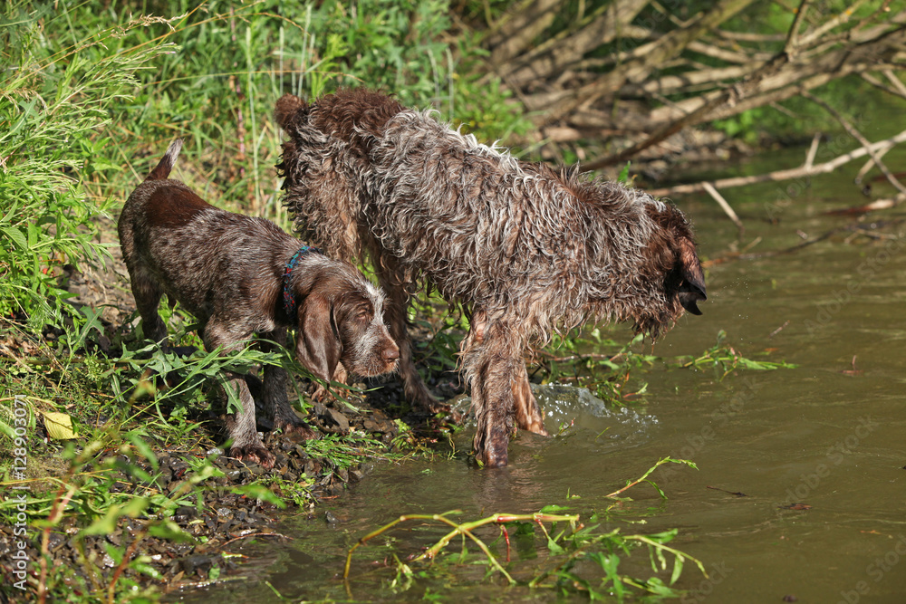 Italian Wire-haired Pointing Dog puppy with its mother Italian Wire-haired Pointing Dog puppy with its mother