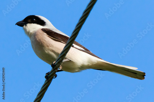 Lesser Grey Shrike (Lanius minor)