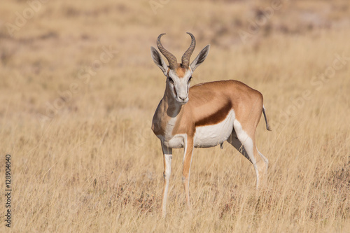 Springbok (Antidorcas marsupialis), Etosha National Park, Namibia © lnichetti