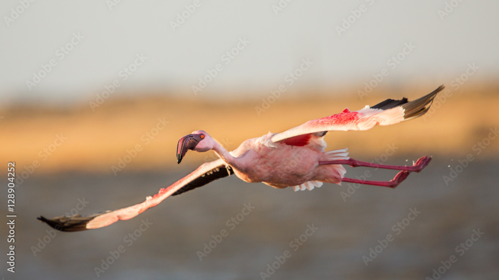 Naklejka premium Flying Lesser flamingo(Phoeniconaias minor), Walvis bay, Namibia