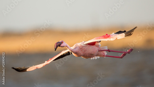 Flying Lesser flamingo(Phoeniconaias minor), Walvis bay, Namibia