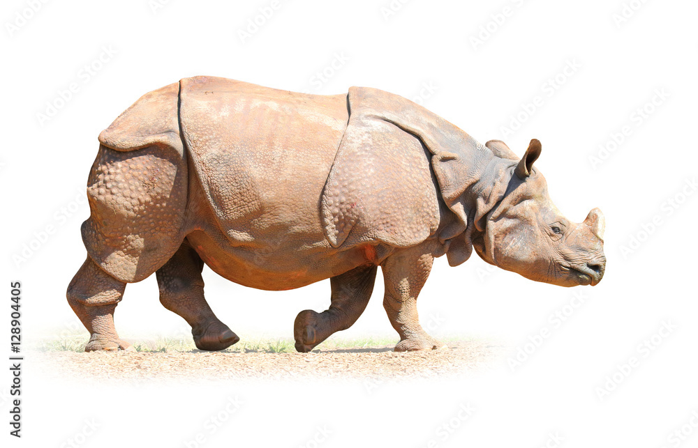 Fototapeta premium The Indian Rhinoceros (Rhinoceros unicornis). Animals isolated on white background. Object with clipping path.
