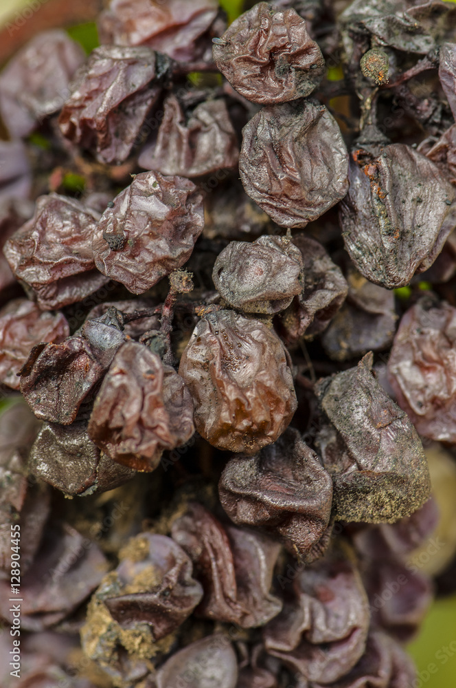 Fototapeta premium Noble rot wine grape, grapes with mold, Botrytis, Sauternes