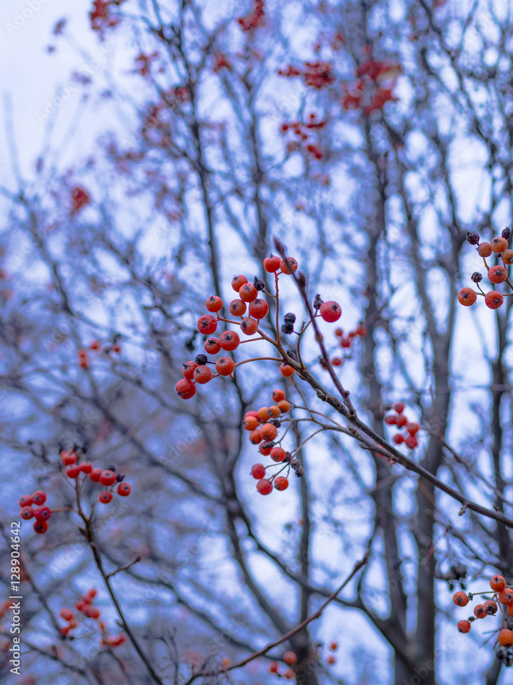 Autumn mountain ash against the background of the blue sky, a natural look. Branches of mountain ash with bright red berries against the blue sky background
Autumn mountain ash against the background of the blue sky, a natural look. Branches of mountain ash with bright red berries against the blue sky background