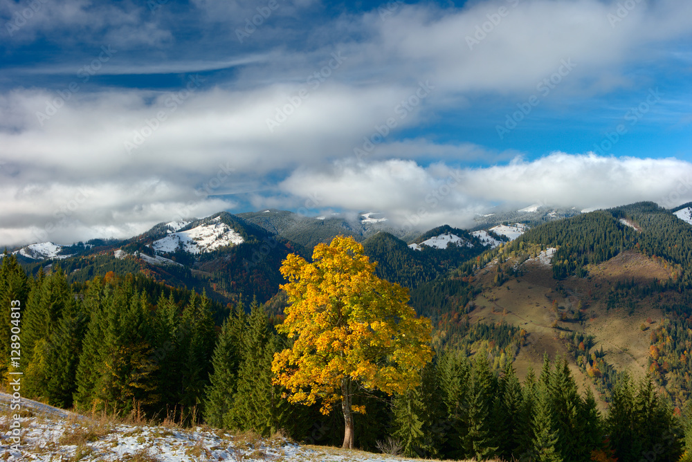 lone tree