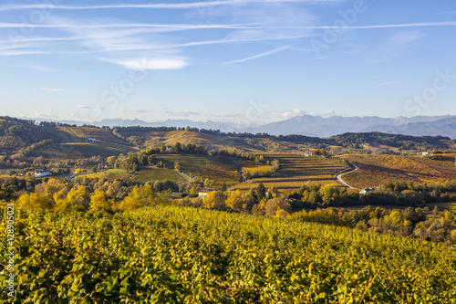 Vineyard in autumn in Collio region, Italy photo