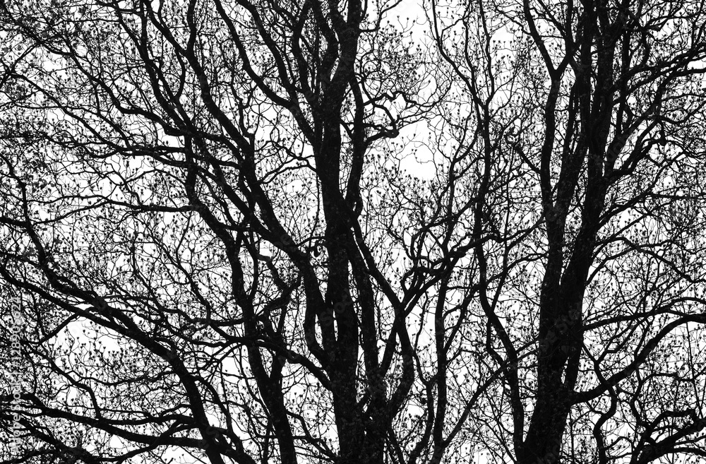 Black & White Winter Trees Pattern Black & White Winter Trees Pattern