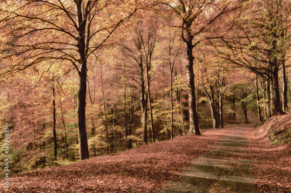 Autumn colors in the forest, Regional Park of Campo dei Fiori - Varese