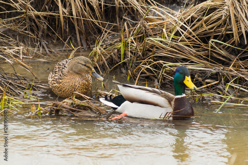 Mallard swimming,