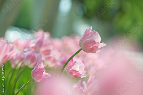 Fuzzy Easter background with pink tulips.
