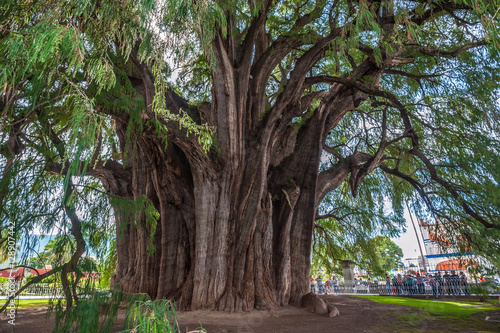 Arbol del Tule, a giant sacred tree in Tule, Oaxaca, Mexico photo