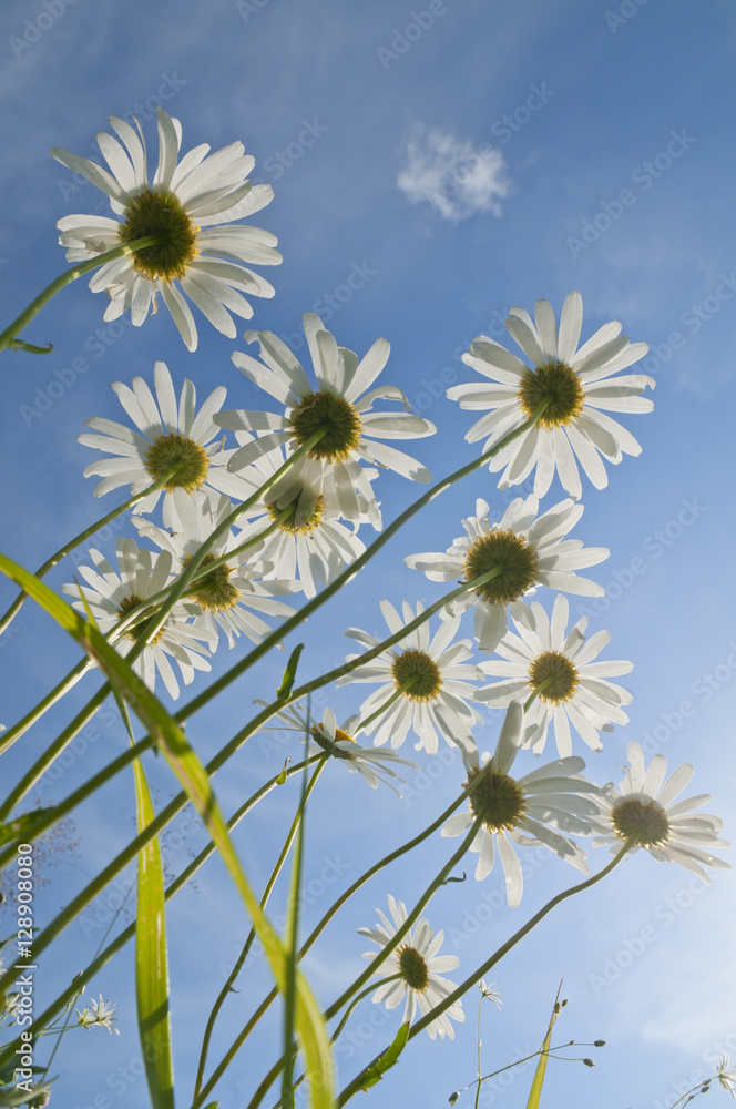 Camomiles against the blue sky. Camomiles against the blue sky.
