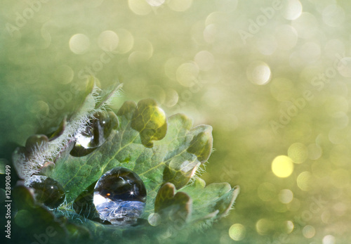 Photos Dew on a leaf.