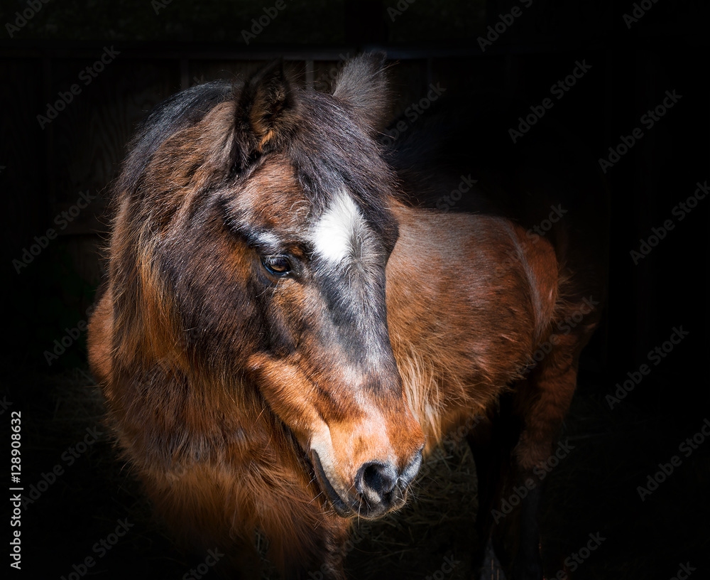 Fototapeta premium Portriat of a Horse Equine