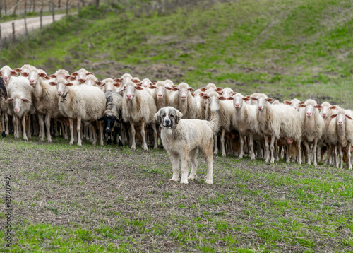 Fototapeta Naklejka Na Ścianę i Meble -  Shepherd dog guarding the sheep flock