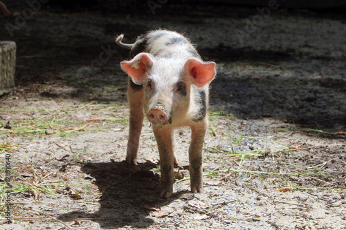 Ferkel (Bentheimer Landschwein)