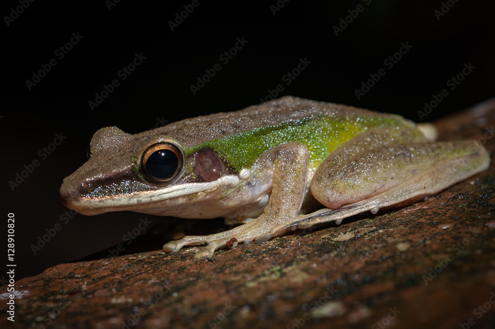Obraz premium White-lipped tree frog (Litoria infrafrenata) in the Danum Valley, Sabah, Malaysia