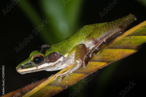 Mosquito steals a ride on a white-lipped tree frpg (Litoria infrafrenata), Danum Valley, Sabah, Malaysia