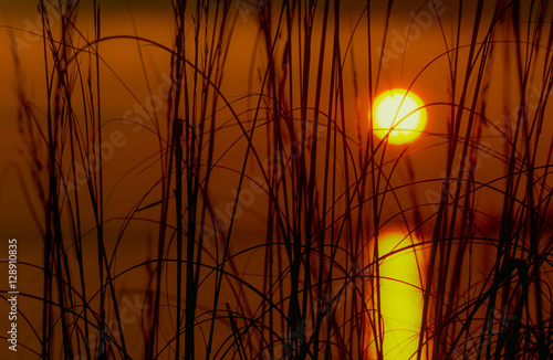 Reeds and Sun