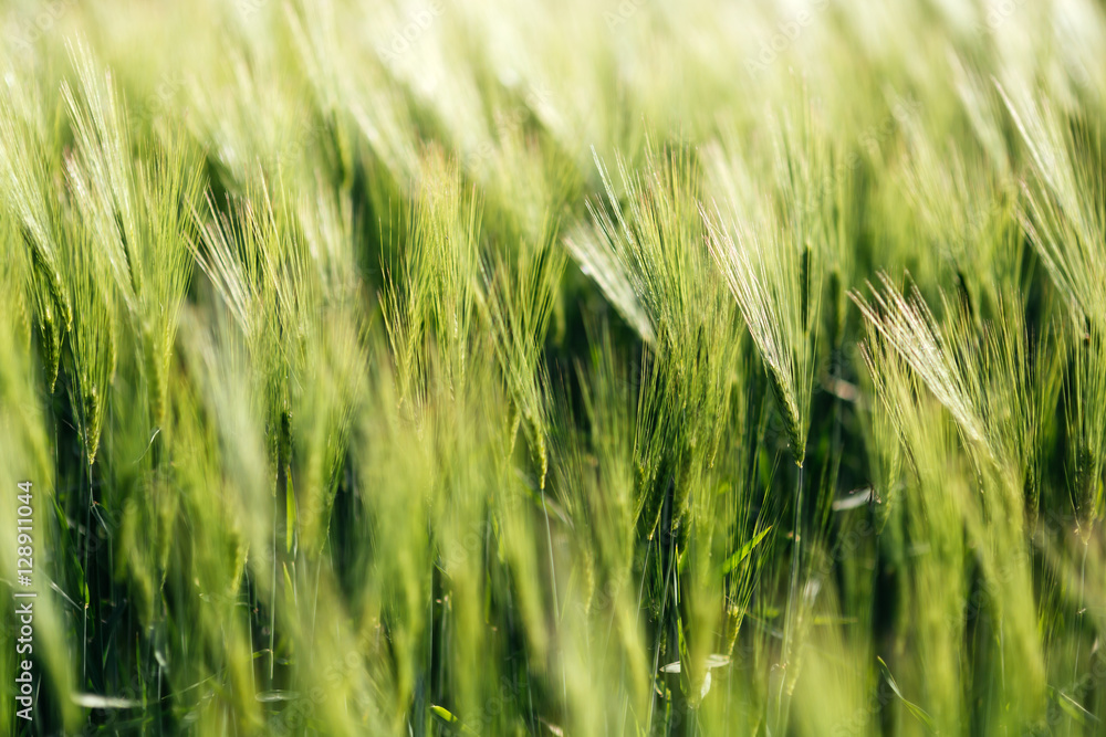 Barley green fields