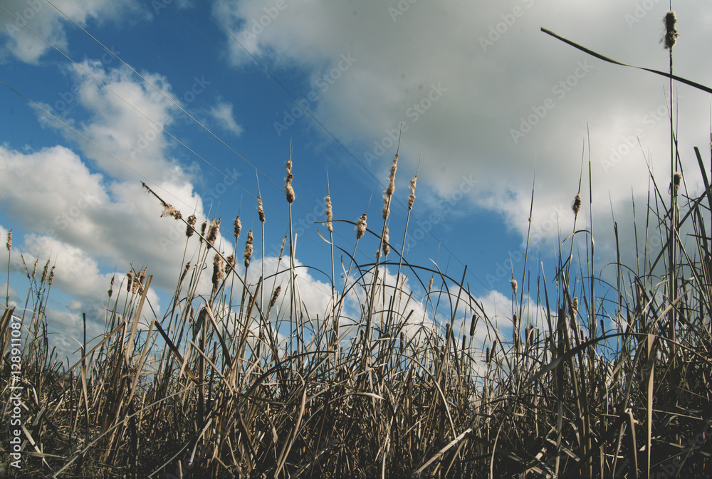 Sky and wheat Sky and wheat