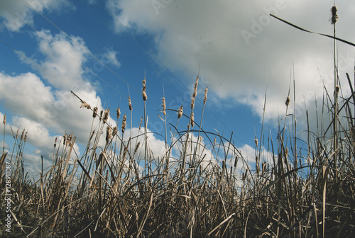 Sky and wheat
