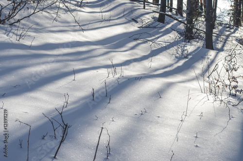 tree shadows and snow