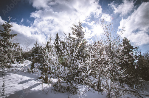 winter trees and sun