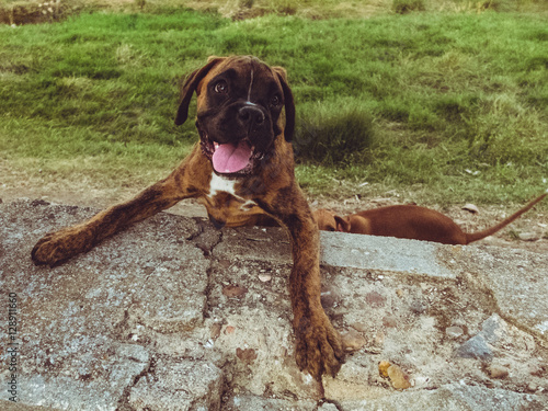 Dog