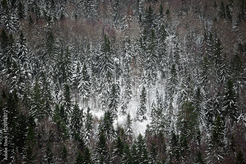 Winter forest. Russia. Tver region.