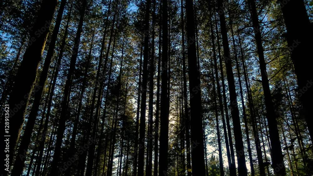 Time lapse sunlight through trees in pine forest / sunset Time lapse sunlight through trees in pine forest / sunset