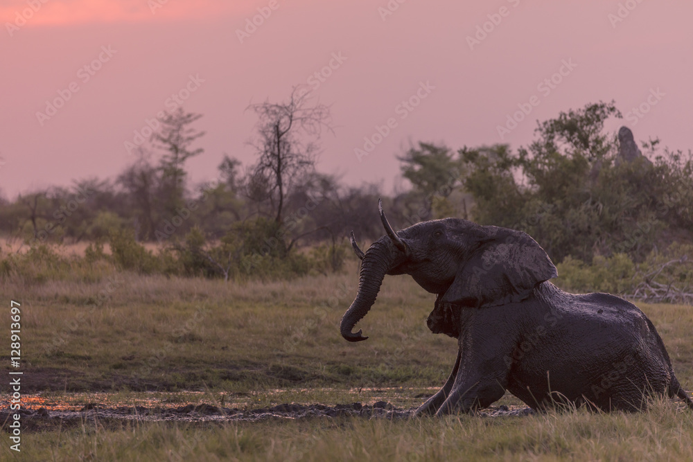 Fototapeta premium African bush elephant (Loxodonta africana) mud bathing. Okavango Delta. Botswana