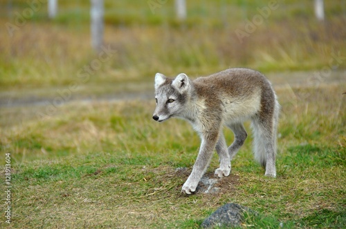young puppy of silver polar fox walking © Jana