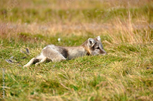 young little puppy of silver arctic fox lying in the grass in northern iceland