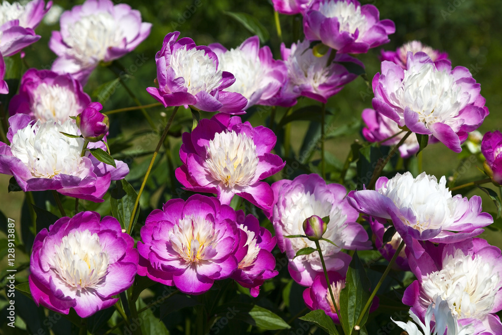 Purple peonies. Horizontal. Purple peonies. Horizontal.