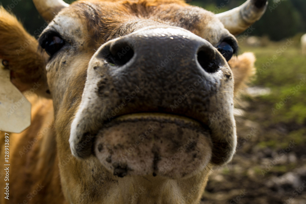 Close up of Cow Nose 
