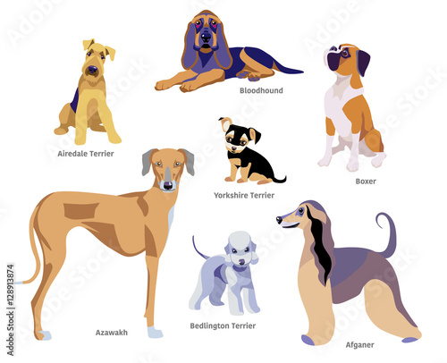 Vector illustration of dogs breed isolated on white Background