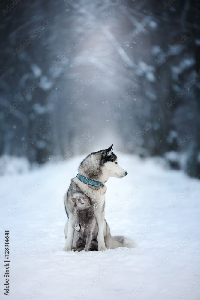 two dogs Siberian Husky sit outdoors, obedient and atmospheric