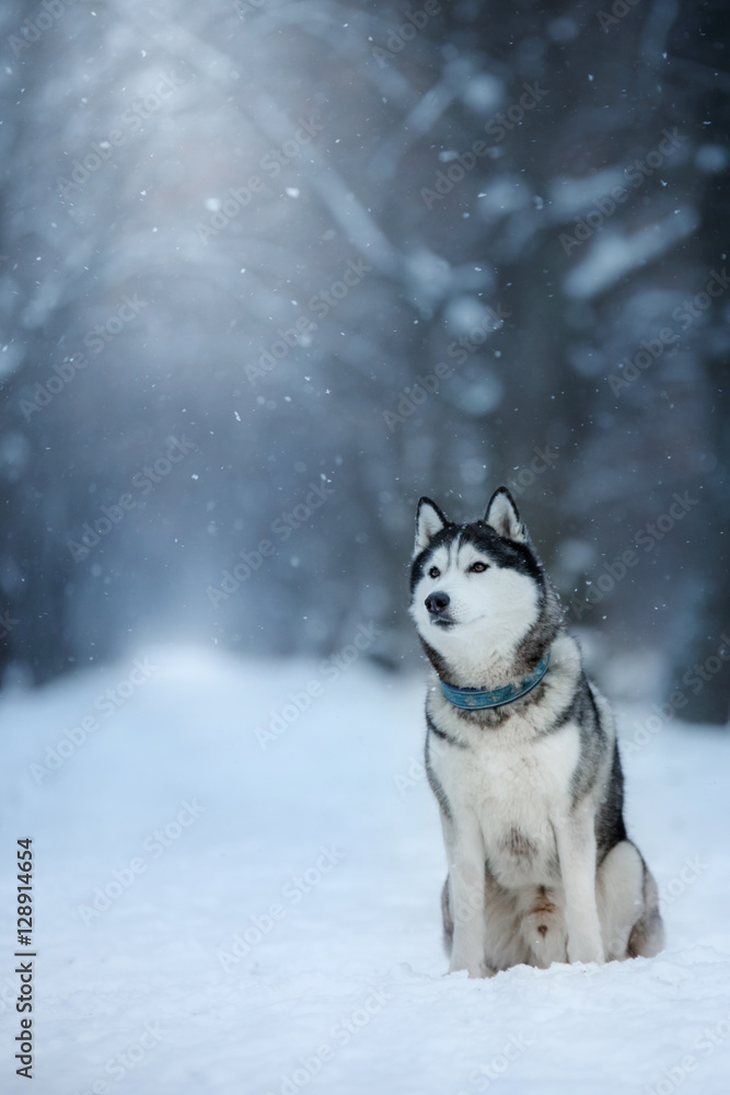dog Siberian Husky in outdoors, obedient and atmospheric