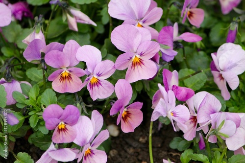 garden violets